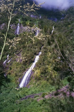 LA REUNION
Voile de la Mariée